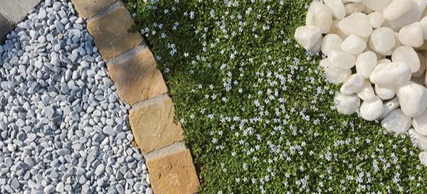 landscape design trends